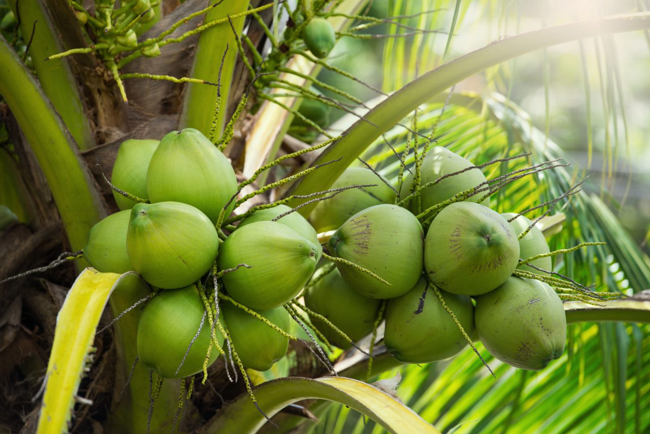 Contact us Organic Thai Coconut Products